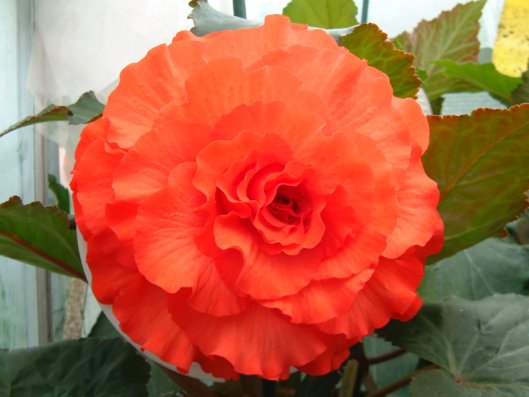 B. ‘Helen Main’